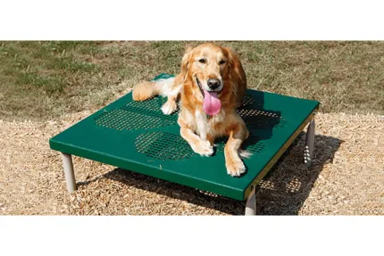 golden-retriever-at-park