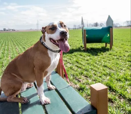 dog-at-park