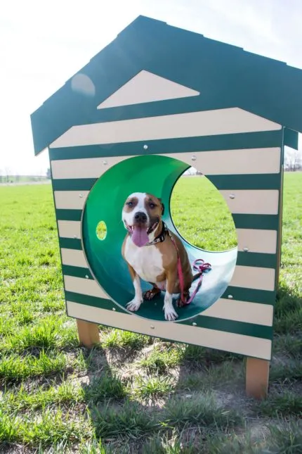 dog-in-home-tube