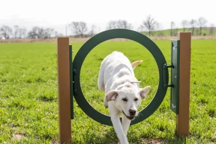 dog-running-through-hoop