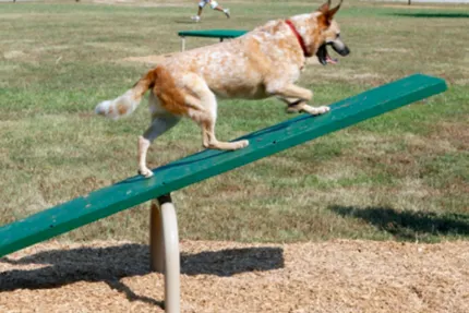 teeder-todder-for-dogs