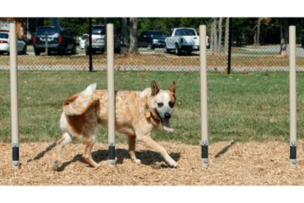 dog training