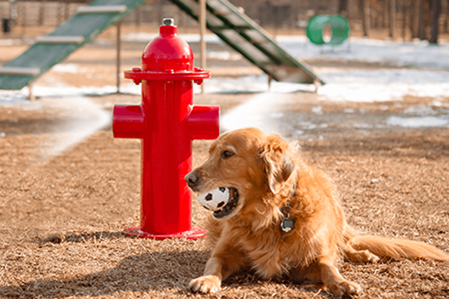 Dog Park Equipment, Northern Texas