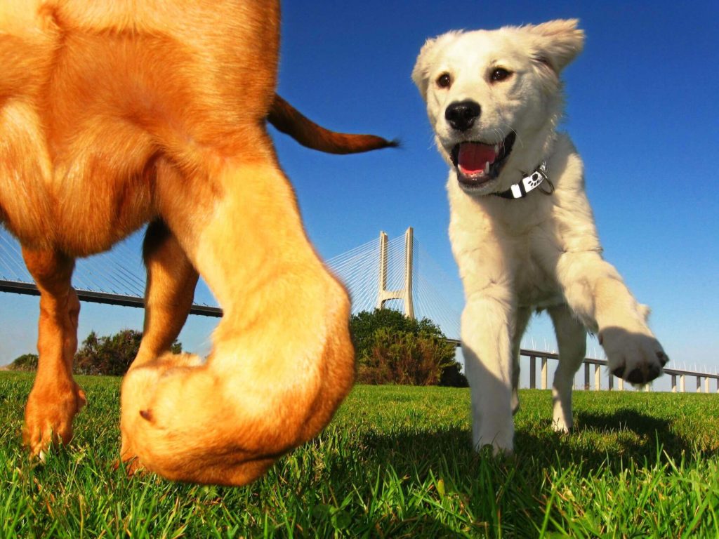 Dog Park Equipment, Northern Texas